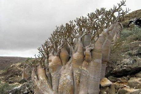 Socotra Archipelago, Yemen
