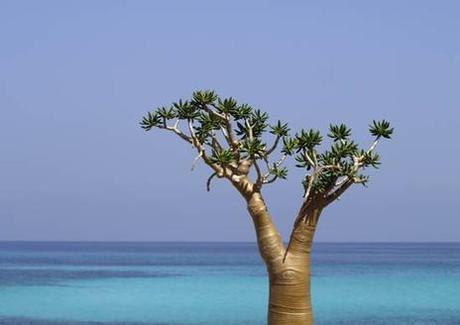 Socotra Archipelago, Yemen