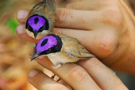 Purple-crowned fairy wrens
