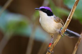 Purple-crowned fairy wrens