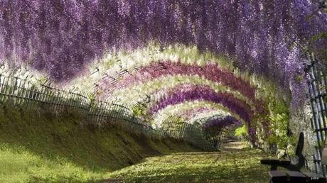 Japanese Wisteria Tunnel
