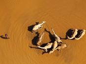 Aerial View Camels Kenya