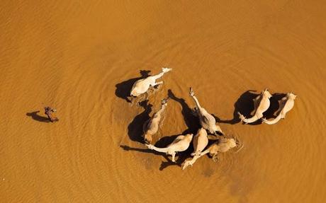 Aerial view of camels in Kenya