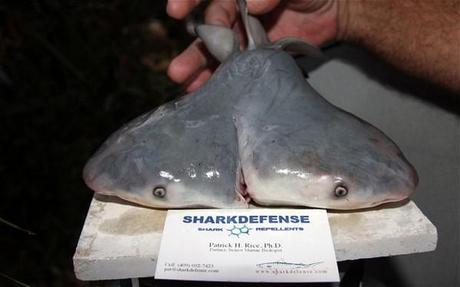 Two-Headed Shark