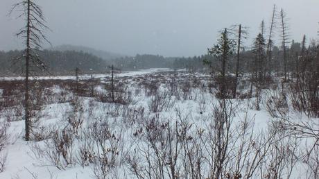 Spruce bog under snowstorm in Algonquin Provincial Park