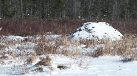 Beaver lodge in winter in Algonquin Provincial Park