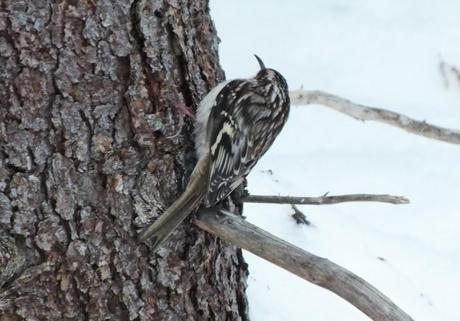 Brown Creeper on tree in Algonquin Provincial Park