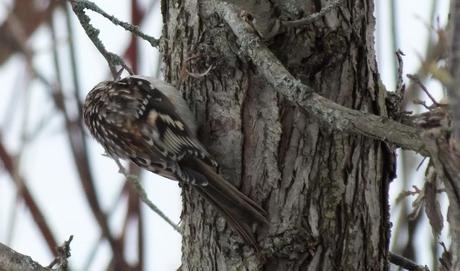 Brown Creeper holds on to tree in Algonquin Provincial Park