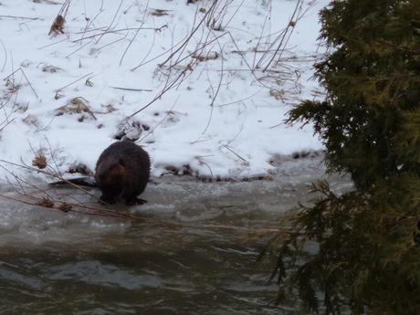 beaver eating along the Green river