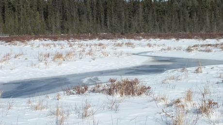 Frozen water in Spruce bog in Algonquin Provincial Park