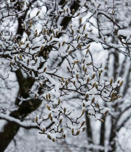 Snow covered magnolia