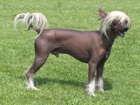 Chinese crested dog picture