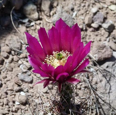 Wildflower Wednesday: The Prickly Pears