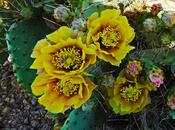 Wildflower Wednesday: Prickly Pears