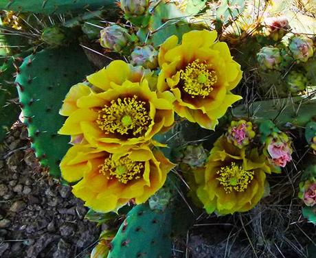 Wildflower Wednesday: The Prickly Pears