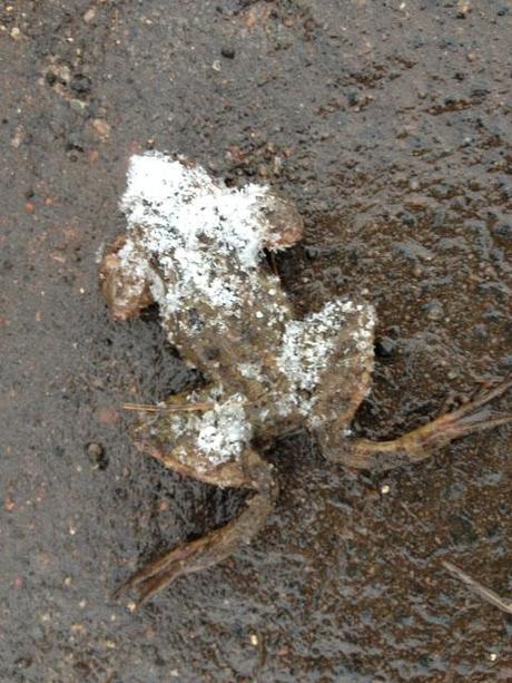 86/365 running into the past