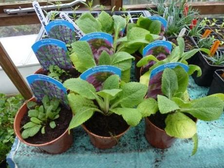 plants keeping out of weather in greenhouse