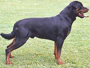 300px Rottweiler Dog Attacks; Who Is To Blame The Dog Or The Owner?