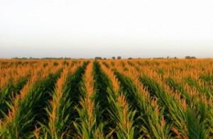 cornfield