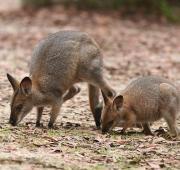 Wallaby