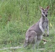 Wallaby