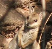 Wallaby