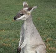 Wallaby