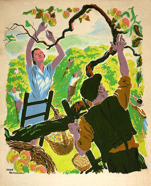 File:INF3-109 Food Production Apple picking Artist Drake Brookshaw.jpg
