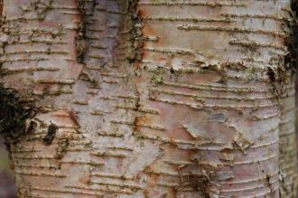 Betula maximowicziana Bark (09/02/2013, Kew Gardens, London)