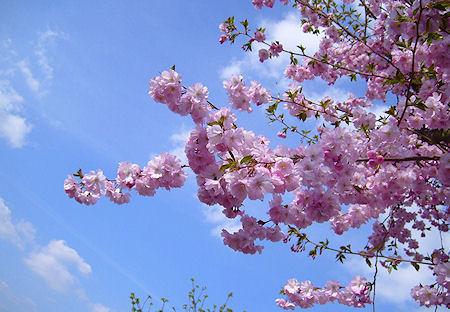 The Most Beautiful Cherry Blossoms Around The World