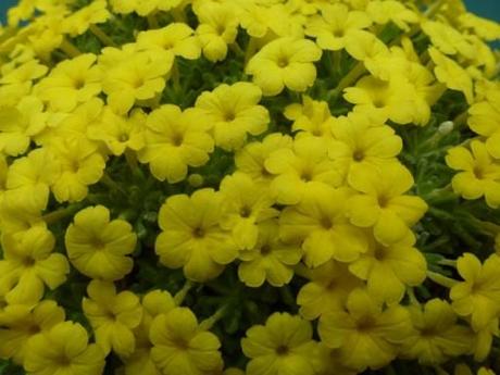 bright yellow alpine plant in flower