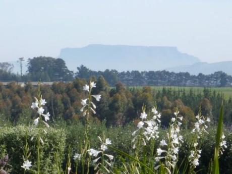 watsonia with table mountain in the background