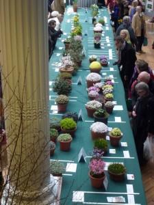 apline plants on display at rhs show