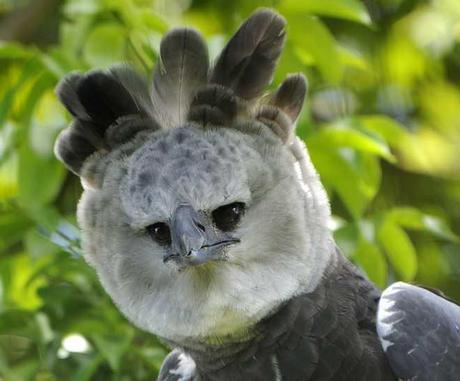 Miami Zoo Harpy Eagle Head Shot
