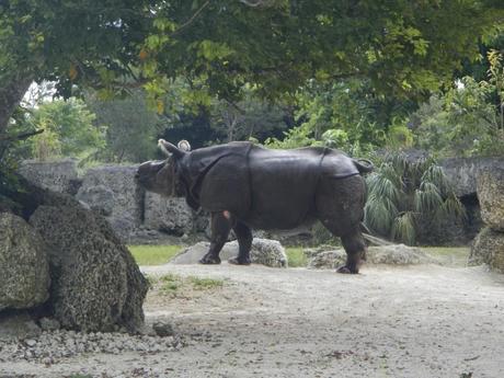 Things to do in Miami - See a White Rhino