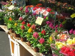 Plume flowers in the Flower Market, Amsterdam