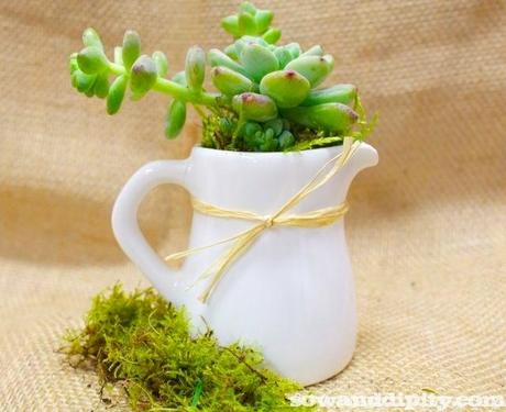 creamer with succulent