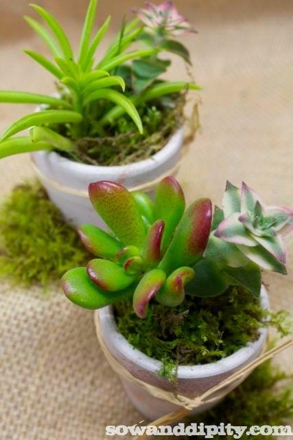 succulent pots