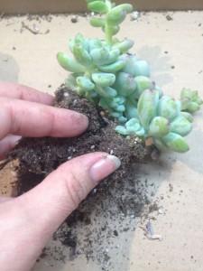 dividing succulents