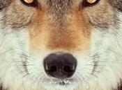 Animals Dressed Stereotyped Humans