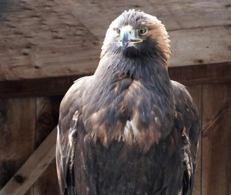 Golden Eagle at the Mountsberg Raptor Centre