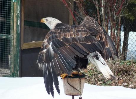 Bald Eagle's back - Mountsberg Raptor Centre