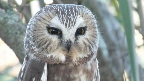 Northern Saw Whet Owl gives us another look