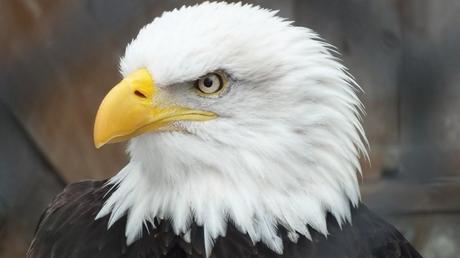 Bald Eagle - profile at the Mountsberg Raptor Centre