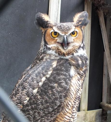 Great Horned Owl gives us a look