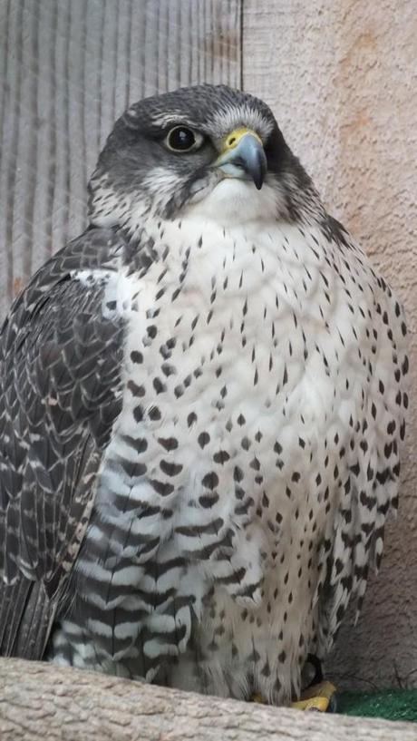 Gyrfalcon named Nahanni gives us a look at the Mountsberg Raptor Centre