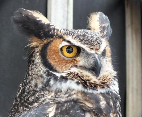 Great Horned Owl looks straight ahead at Mountsberg Raptor Centre