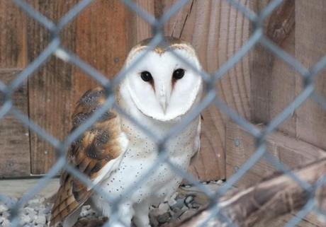 Barn Owl gives us a look at the Mountsberg Raptor Centre