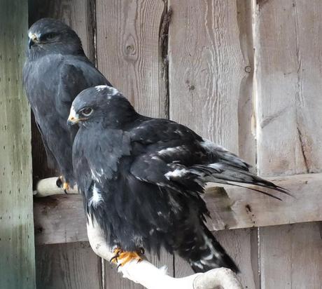 Rough-legged Hawks - lifted wing - Mountsberg Raptor Centre
