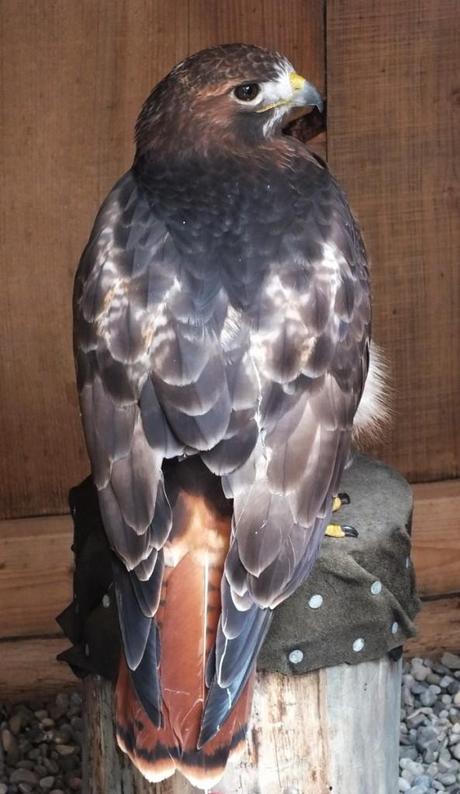 Red Tailed Hawk at Mountsberg Raptor Centre